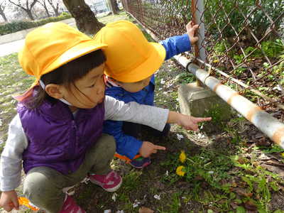  たんぽぽ見ーつけたっ‼