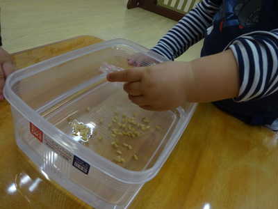  お水に浸したよ🎶