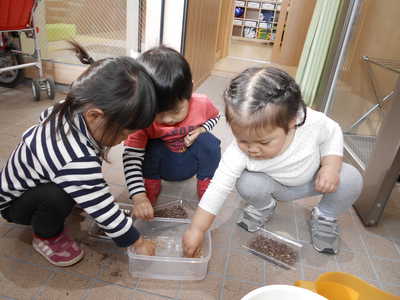  お米を土に植えました🎶