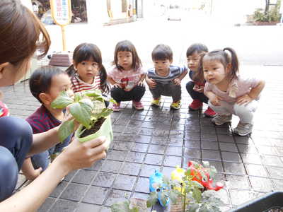  野菜を植えました🍅