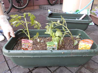  大きくなあれ🎶