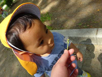  たんぽぽふぅぅぅー♪