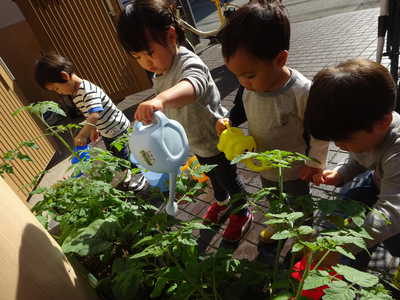  お野菜大きくなってきたよ🎶