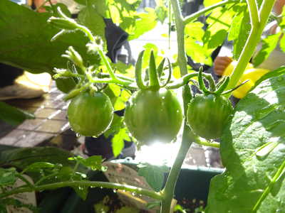  トマトの赤ちゃん🍅