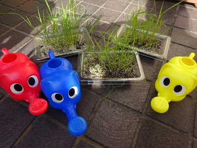  稲が大きくなりました♪