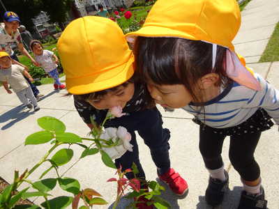  薔薇いいにおーい💕
