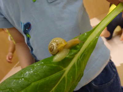  保育園にかたつむりがきたよ🐌
