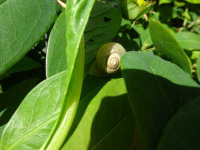  かたつむりさんさようなら👋