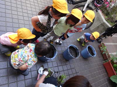  稲を植えたよ🌱