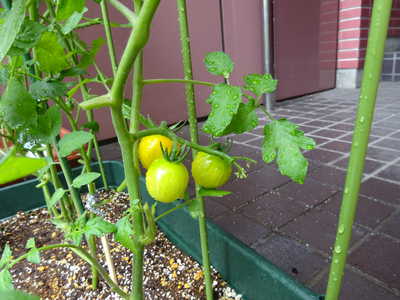  トマトが出来てきたよ🍅
