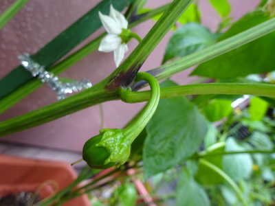  ピーマンの赤ちゃん♡