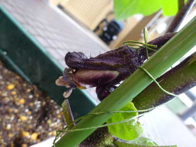  茄子の赤ちゃん🍆