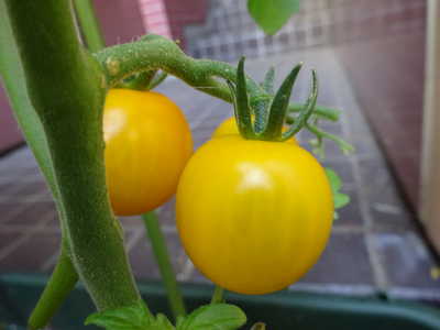  イエロートマトが出来ました🍅