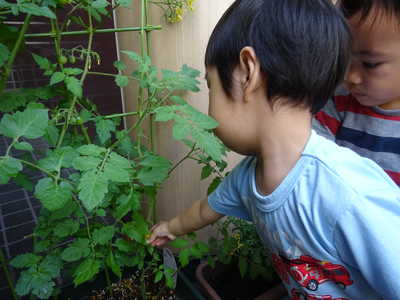  収穫したのをみんなで食べたよ🍴