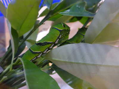  あおむし育てています💕