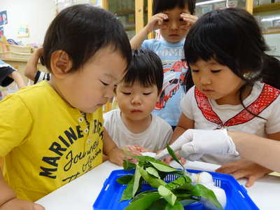  あおむしだぁーーーー👀