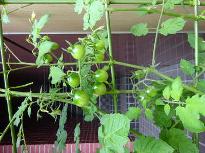  トマトがたくさんできてきたよ🍅