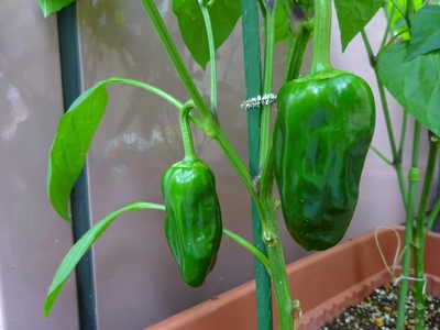  ピーマンも大きくなりました♡