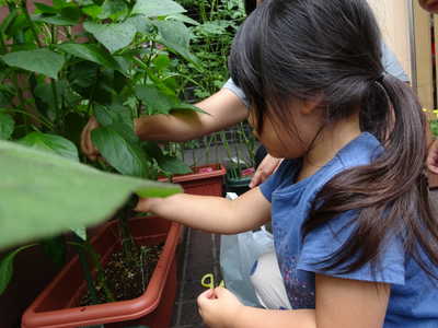  自分たちで収穫✨