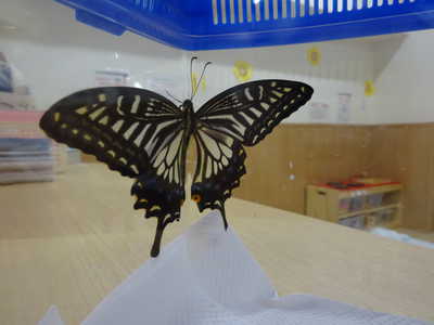  綺麗なちょうちょ♡♡♡