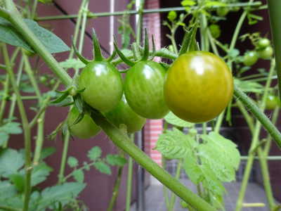  早く赤くならないかなぁ🍅