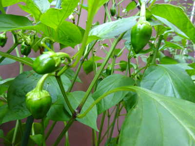  ピーマンたっくさん出来てきました‼