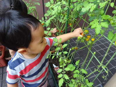  トマトの収穫🍅