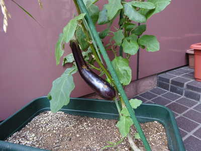  おおき〜い茄子ができました🍆