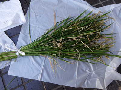  たくさんできたよー♡