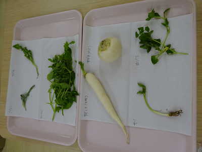  七草のおにぎりを食べたよ🍙