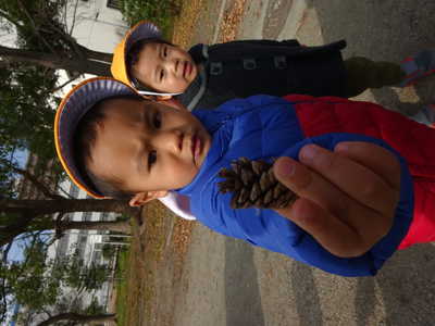  むむ、季節外れのまつぼっくりダ‼