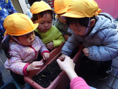  チューリップを植えました🌷