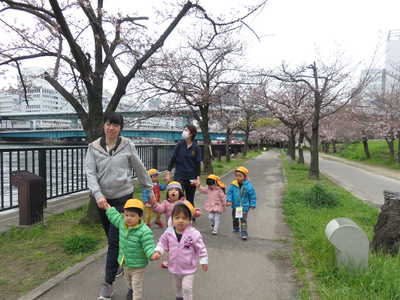  桜きれいだね✨