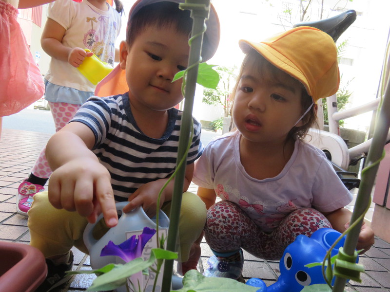 朝顔咲いたよ💛