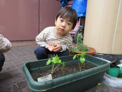  オクラを植えたよ😊